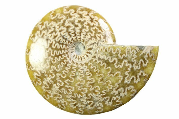 Polished Ammonite (Cleoniceras) Fossil - Madagascar #339227